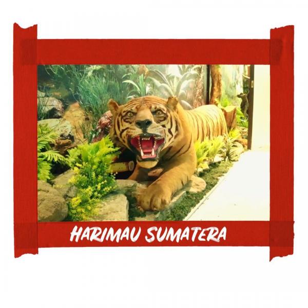 Harimau Sumatera Tapete